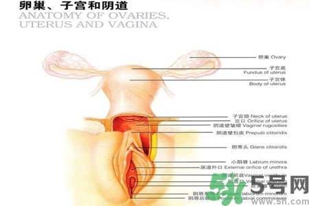陰道出血和什么有關(guān)？陰道出血的應(yīng)急措施有哪些？