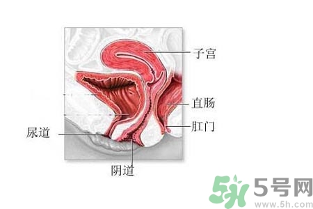 陰道松弛是什么？陰道松弛的癥狀有哪些？