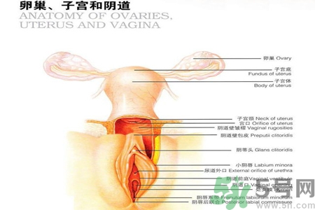 陰道松弛有什么危害？?陰道松弛恢復(fù)的方法有哪些？