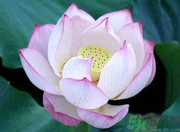 出伏吃什么養(yǎng)生？出伏養(yǎng)生注意事項