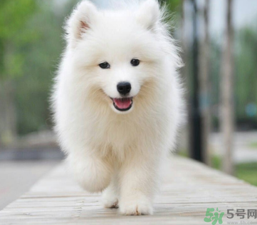 狗狗可以吃月餅嗎？狗狗吃月餅的危害