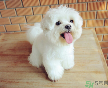 狗狗可以吃月餅嗎？狗狗吃月餅的危害