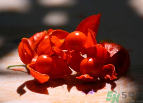 紅姑娘吃多了會怎樣？吃野生紅姑娘的好處和壞處