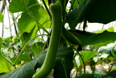 瓠子是涼性的嗎？如何辨別涼性食物與寒性食物？