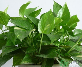 客廳放什么植物好？客廳植物選什么好？