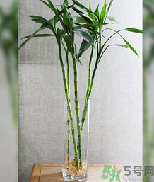 客廳放什么植物好？客廳植物選什么好？