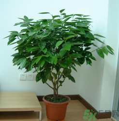 客廳放什么植物好？客廳植物選什么好？