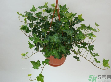 臥室放什么植物好？臥室植物放什么好？