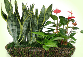 什么植物吸收甲醛最好？吸收甲醛的室內(nèi)植物