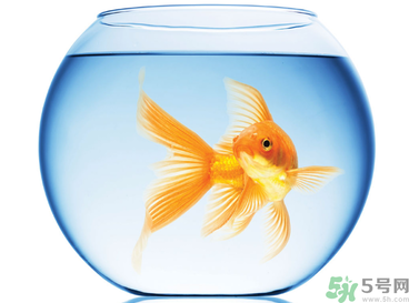 家里養(yǎng)魚好嗎？家里養(yǎng)魚有什么講究？