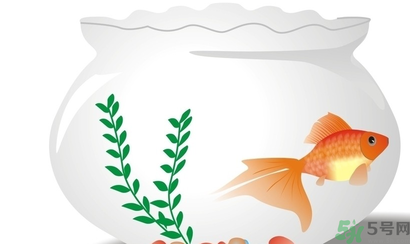 家里養(yǎng)魚好嗎？家里養(yǎng)魚有什么講究？