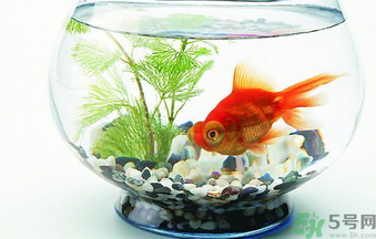 家里養(yǎng)魚好嗎？家里養(yǎng)魚有什么講究？