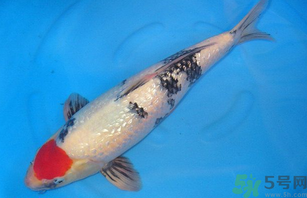 家里養(yǎng)什么魚好？家里養(yǎng)魚幾條最好？
