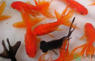 家里養(yǎng)什么魚好？家里養(yǎng)魚幾條最好？