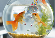 家里養(yǎng)魚好嗎？家里養(yǎng)魚有什么講究？