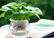 臥室放什么植物好？臥室植物放什么好？