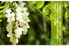 洋槐蜜的鑒別方法是什么？洋槐蜜多少錢一斤？