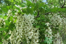 洋槐蜜的鑒別方法是什么？洋槐蜜多少錢一斤？
