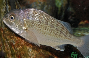 魚眼睛可以吃嗎？吃魚眼睛有什么好處？