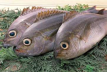 魚眼睛可以吃嗎？吃魚眼睛有什么好處？