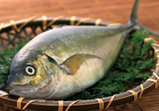 吃魚眼睛對眼睛有好處嗎？吃什么魚對眼睛好？