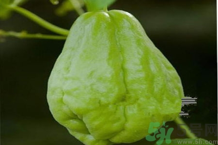 佛手瓜的功效與作用是什么？佛手瓜的營養(yǎng)價值有哪些？