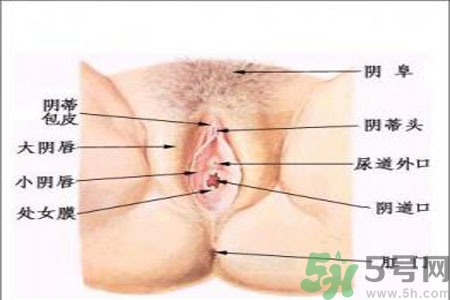 外陰瘙癢怎么回事？外陰瘙癢的原因是什么？