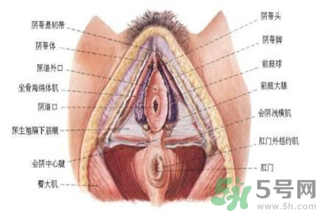 引起外陰瘙癢的疾病有哪些？治療外陰瘙癢的偏方有哪些？