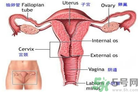 外陰瘙癢如何治療？外陰瘙癢可以用什么藥？？