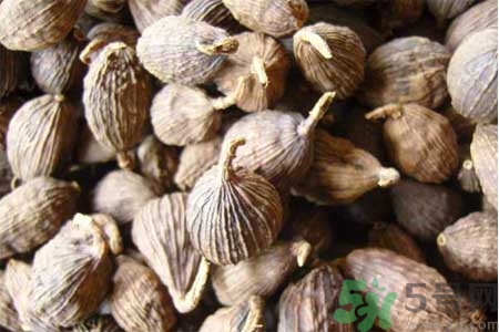 草果是什么？草果的功效與作用