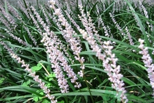 麥冬的營養(yǎng)價值有哪些？麥冬的功效與作用是什么？