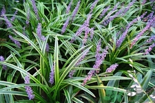 麥冬的營養(yǎng)價值有哪些？麥冬的功效與作用是什么？