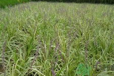 麥冬的營養(yǎng)價值有哪些？麥冬的功效與作用是什么？