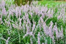 麥冬的營養(yǎng)價值有哪些？麥冬的功效與作用是什么？