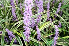 麥冬的營養(yǎng)價值有哪些？麥冬的功效與作用是什么？