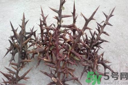 皂角刺的藥用價值是什么？皂角刺的功效與作用有哪些？