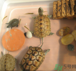 家里養(yǎng)烏龜好不好？家里養(yǎng)烏龜有什么講究？