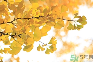 秋燥吃什么好？秋燥怎么辦？