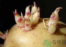 土豆發(fā)芽了還能吃嗎？發(fā)芽的土豆吃了會怎么樣？