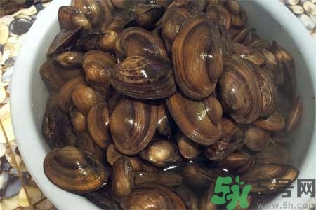 如何挑選河蚌？河蚌的營(yíng)養(yǎng)價(jià)值？