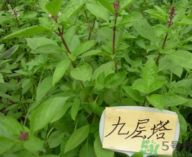 九層塔是什么菜？九層塔的功效與作用