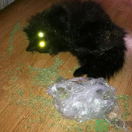 貓薄荷怎么用？貓薄荷和薄荷的區(qū)別