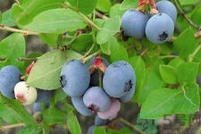 藍莓怎么洗？藍莓可以怎么吃？