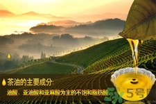 茶油是什么？茶油怎么吃？