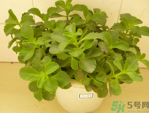 救心菜怎么吃？救心菜的吃法