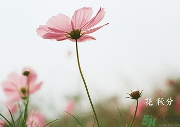 秋分吃什么？秋分吃什么水果？