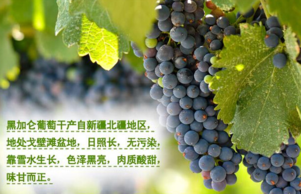 黑加侖皮能吃嗎？黑加侖皮的功效