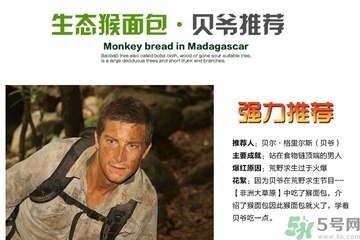 面包果怎么吃？面包果的功效