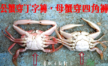 九月份吃公蟹還是母蟹？公蟹和母蟹哪個(gè)更好吃？