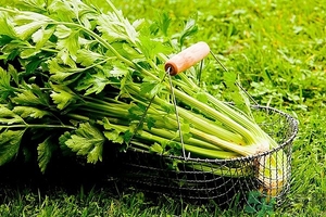 芹菜汁能去斑嗎？芹菜汁可以做面膜嗎？